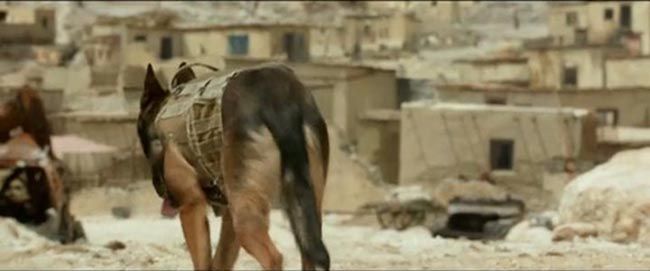 军犬麦克斯/海军忠犬1.jpg?v=2