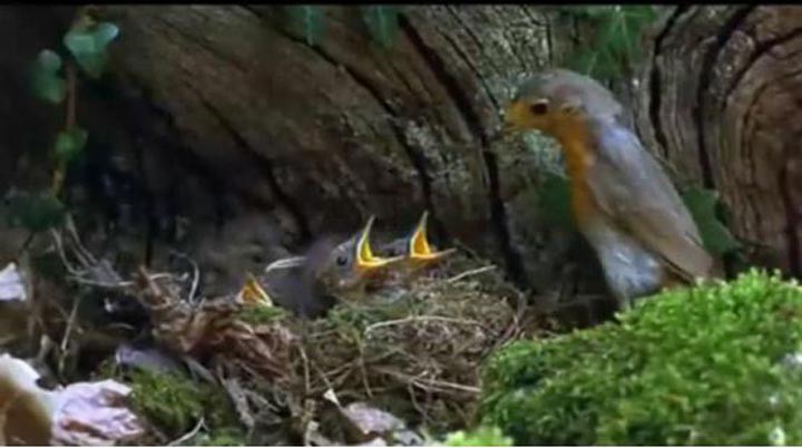 迁徙的鸟1.jpg?v=2