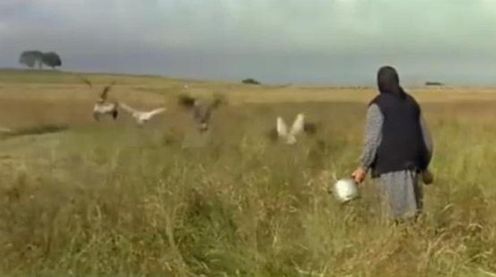 迁徙的鸟4.jpg?v=2