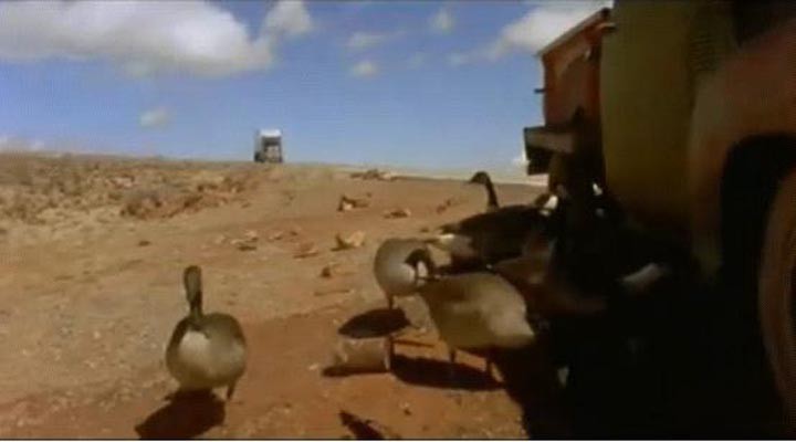 迁徙的鸟8.jpg?v=2