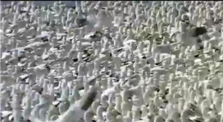 迁徙的鸟11.jpg?v=2