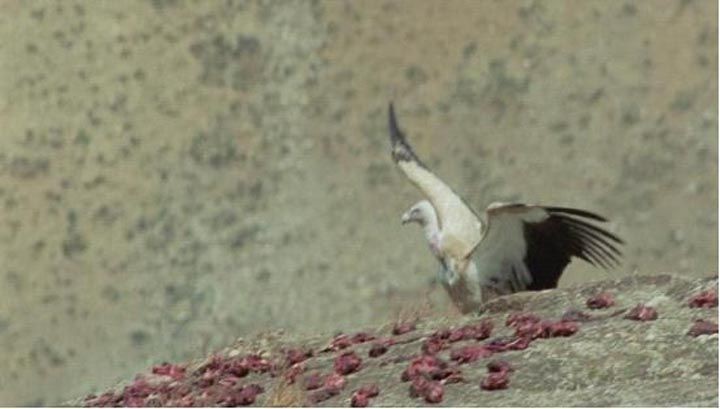 喜马拉雅8.jpg?v=2