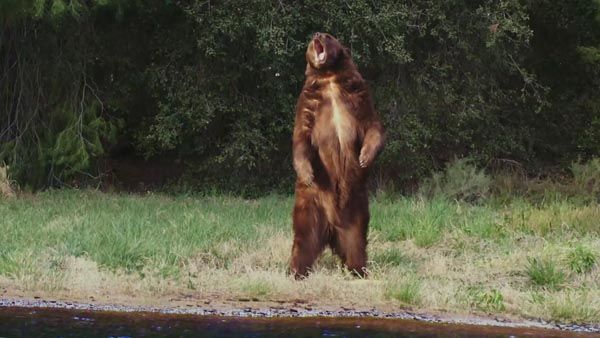 僵尸海狸8.jpg?v=2